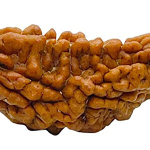 1 Mukhi Rudraksha
