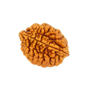 2 Mukhi Rudraksha