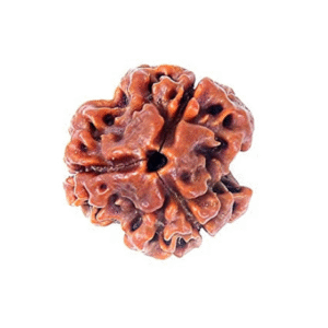 3 Mukhi Rudraksha