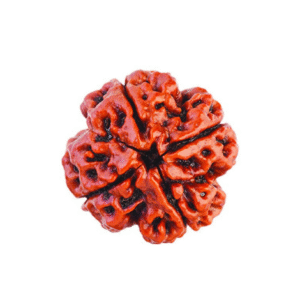 4 Mukhi Rudraksha