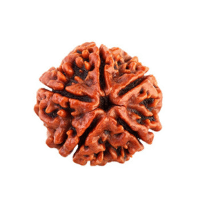 5 Mukhi Rudraksha