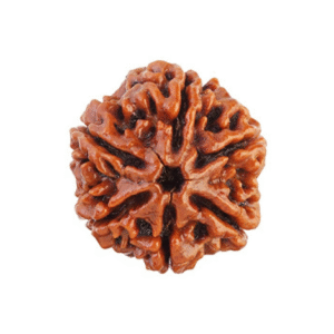 6 Mukhi Rudraksha