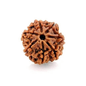 7 Mukhi Rudraksha
