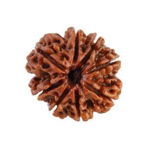 8 Mukhi Rudraksha