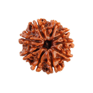 9 Mukhi Rudraksha