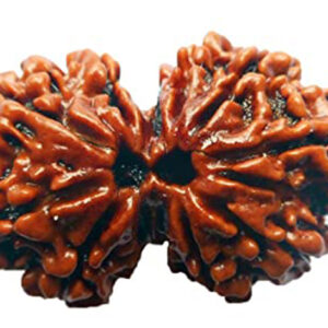 Gauri Shankar Rudraksha